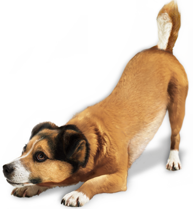 Are Turkey Feet Good For Dogs Are Turkey Feet Good For Dogs